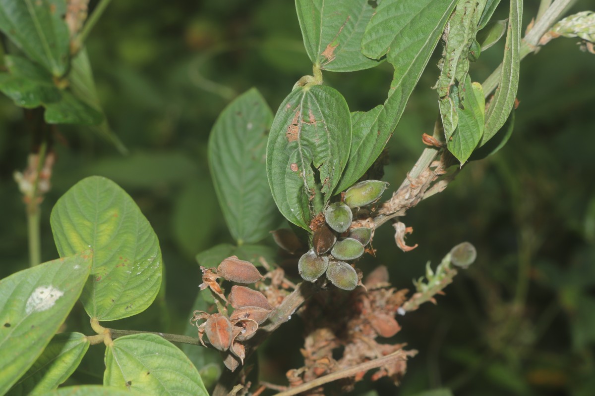 Flemingia macrophylla (Willd.) Kuntze ex Merr.